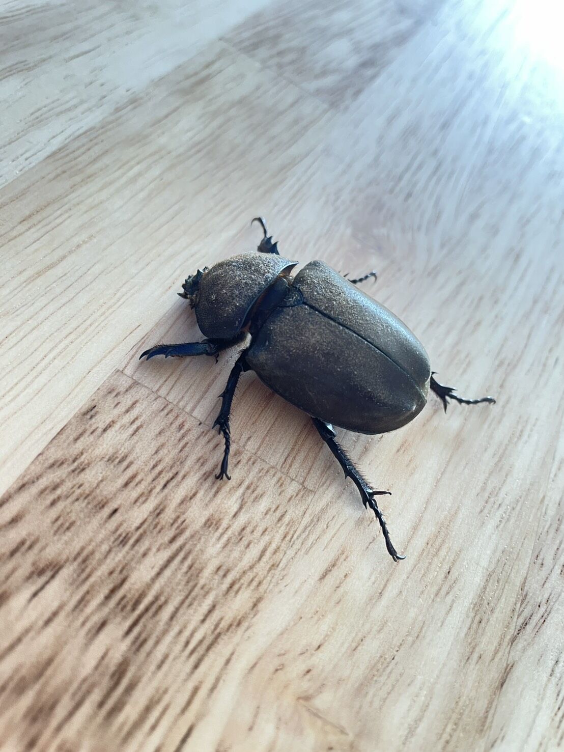 施設に元気なカブトムシがやってきました！