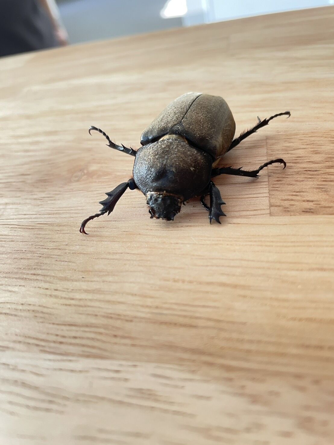施設に元気なカブトムシがやってきました！