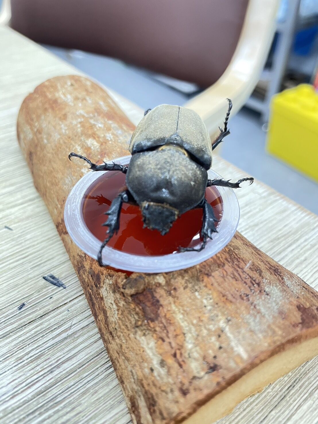 施設に元気なカブトムシがやってきました！