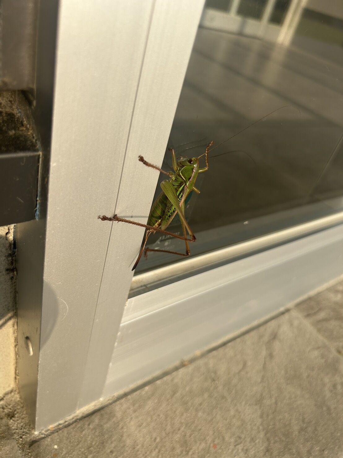 ゴーヤの緑のカーテンと、小さなお客さま